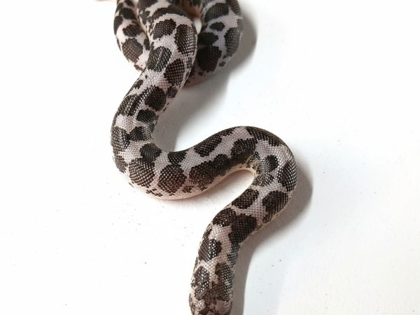 Anery Sand Boa Hatchling