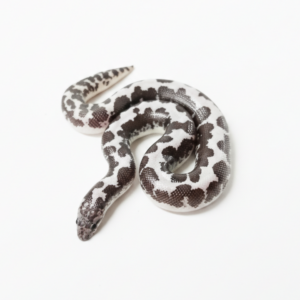Anery Sand Boa Juvenile