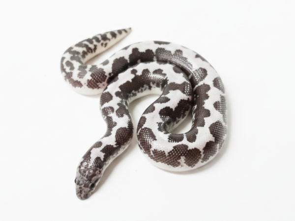 Anery Sand Boa Juvenile