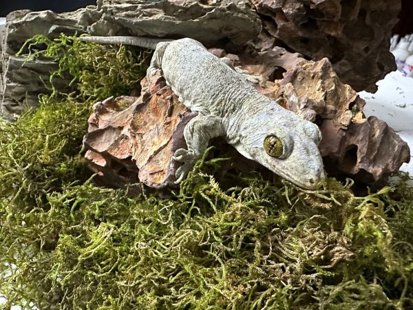 Halmahera Giant Gecko