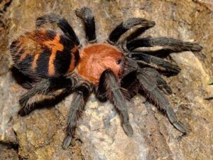 Guatemalan Tiger Rump Davus pentaloris Sling