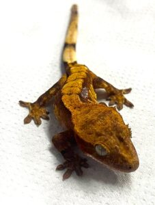 Dalmation Harlequin Crested Gecko