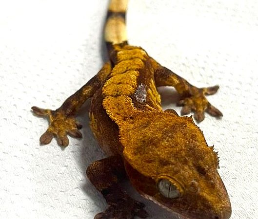 Dalmation Harlequin Crested Gecko