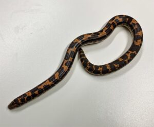 Kenyan Sand Boa Juvenile