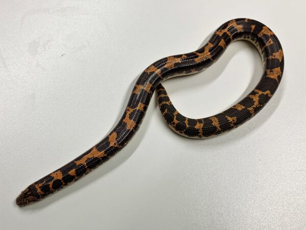 Kenyan Sand Boa Juvenile