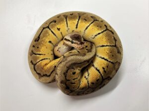 Lemon Blast Ball Python Hatchling