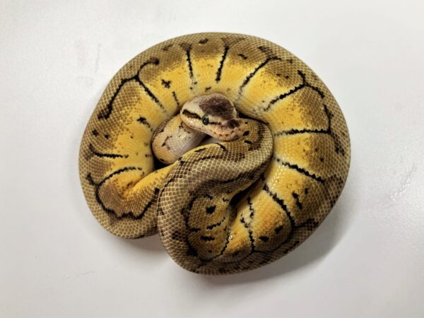Lemon Blast Ball Python Hatchling