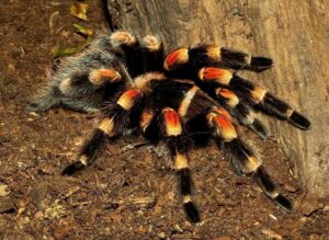 Mexican Red Knee 1.5cm Brachypelma Smithi