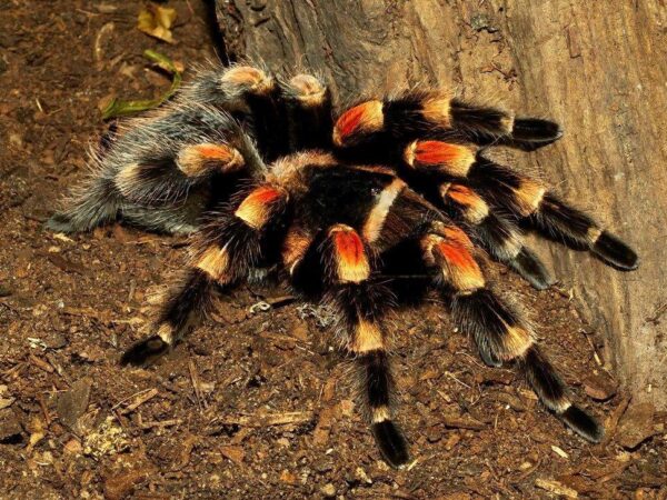 Mexican Red Knee 1.5cm Brachypelma Smithi