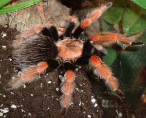 Mexican Fire Leg 2cm Brachypelma Boehmei
