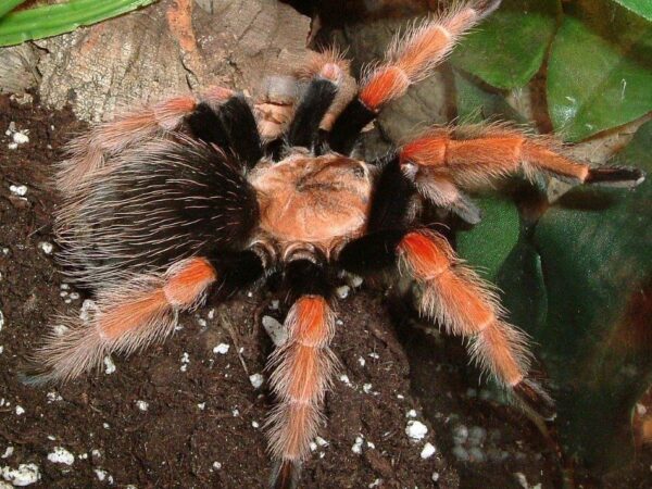 Mexican Fire Leg 2cm Brachypelma Boehmei
