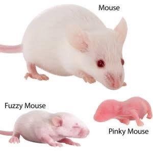 Frozen Mice