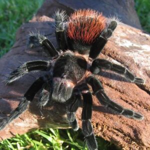 Mexican Red Rump 1cm  Tlitocatl Vagans