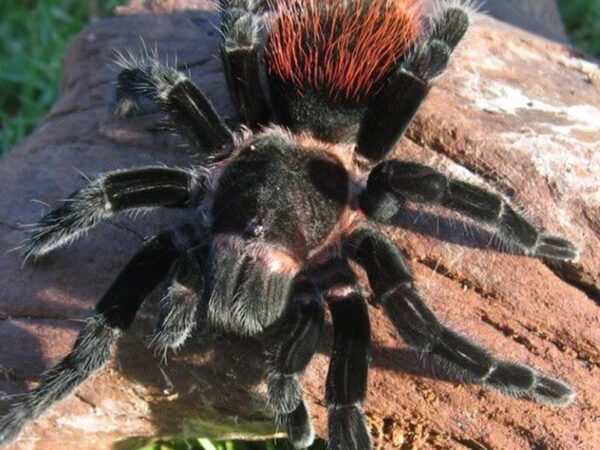 Mexican Red Rump 1cm  Tlitocatl Vagans