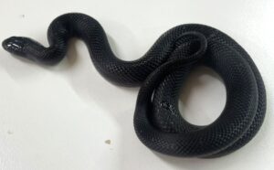 Mexican Black Kingsnake Hatchling
