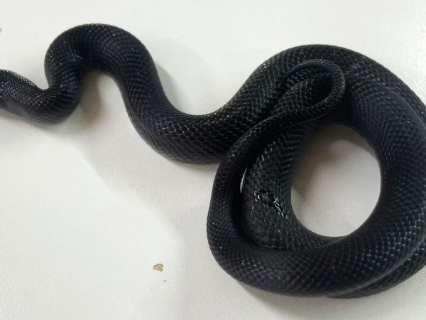 Mexican Black Kingsnake Hatchling