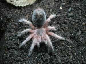 Chilean Rose NCF 2cm Grammostola Porteri
