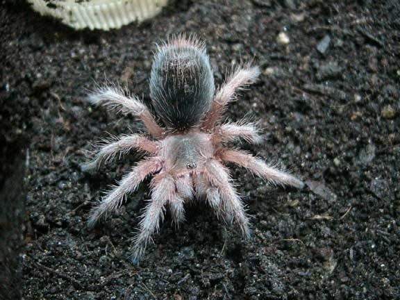 Chilean Rose NCF 2cm Grammostola Porteri