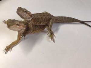 Normal Bearded Dragon 1-2months