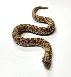 Green Hognose Juvenile