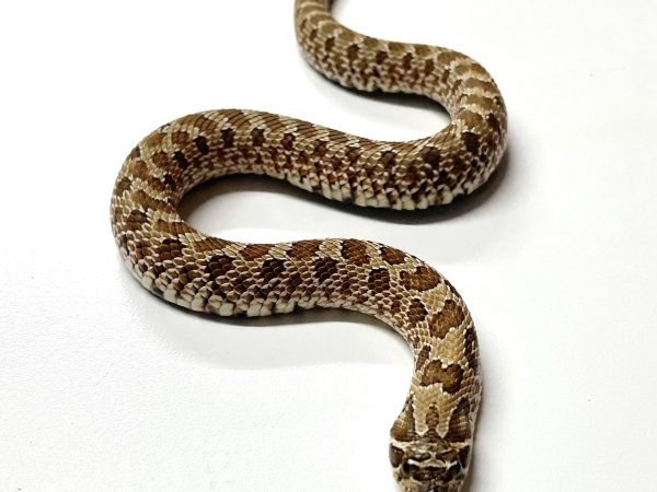 Green Hognose Juvenile