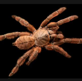 Peach Earth Tiger Phormigochilus sp Rufus