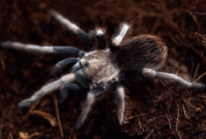 Peruvian Blonde Lasiodorides Polycuspulatus Sling