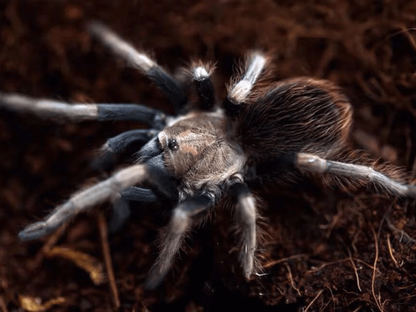 Peruvian Blonde Lasiodorides Polycuspulatus Sling