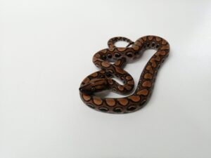 Rainbow Boa Juvenile