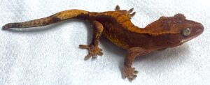 Red Flame Crested Gecko