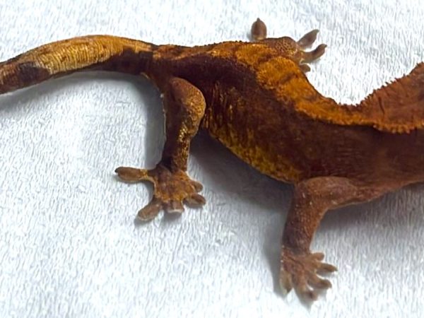 Red Flame Crested Gecko