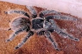 Salmon Pink Birdeater 2cm Lasiodora Parahybana