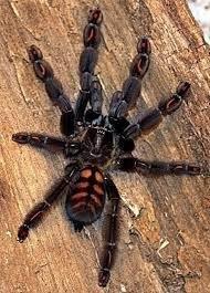 Venezuelan Suntiger 2cm Psalmopoeus Irminia