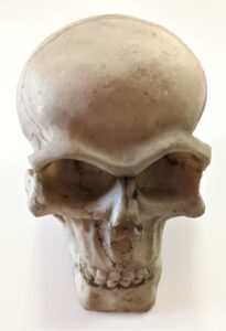 Skull, ornaments