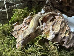 Lined Gecko (Skunk Gecko)