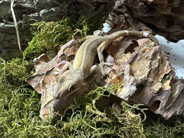 Lined Gecko (Skunk Gecko)