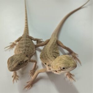 Bearded Dragon Special Morph 1-2 Months