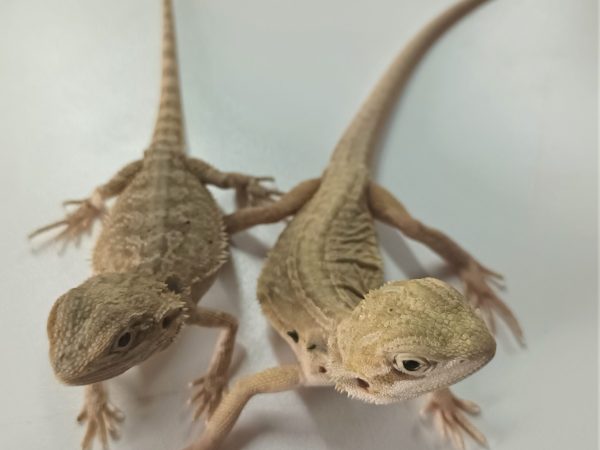 Bearded Dragon Special Morph 1-2 Months
