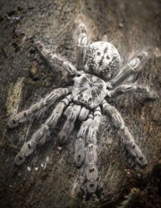 Togo Starburst 1cm Heteroscodra Maculata