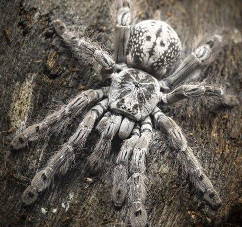 Togo Starburst 1cm Heteroscodra Maculata