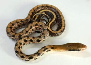 Taiwanese Ratsnake Male
