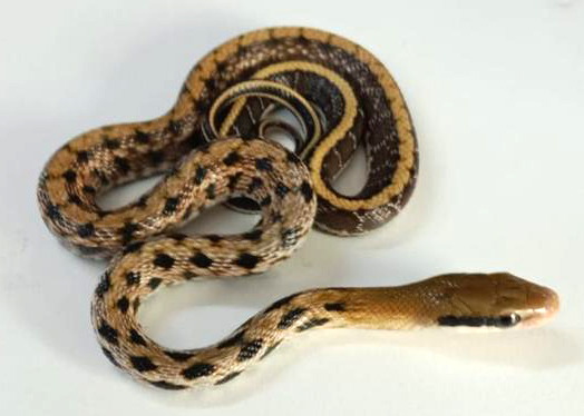 Taiwanese Ratsnake Male