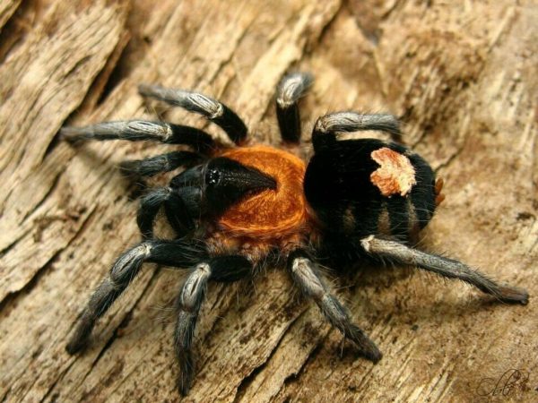 Trinidad Dwarf Cyriocosmus Elegans Sling