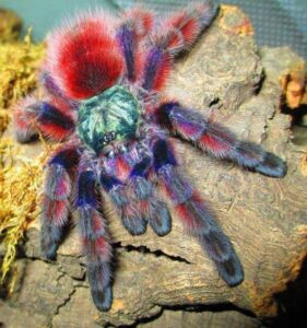 Versicolour 1cm Avicularia Caribena