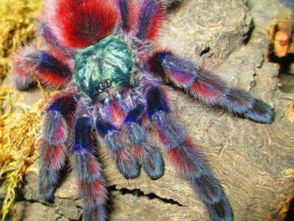 Versicolour 1cm Avicularia Caribena