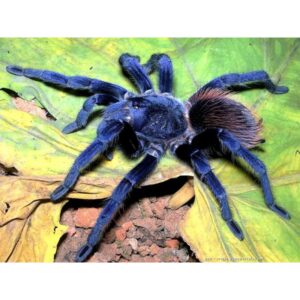 Brazilian Blue Pterinopelma Sazimai Sling