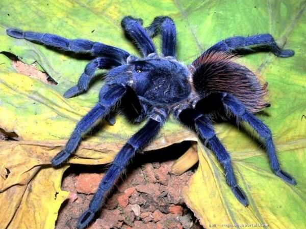 Brazilian Blue Pterinopelma Sazimai Sling