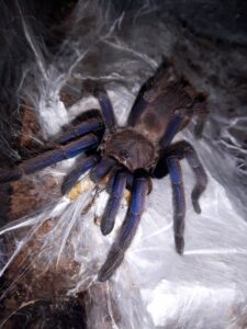 Cambodian Blue 1cm Chilobrachys Dyscolus