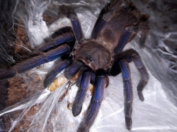 Cambodian Blue 1cm Chilobrachys Dyscolus