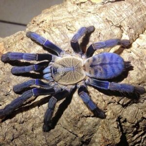 Hati Hati 1cm - Cyriopagopus
